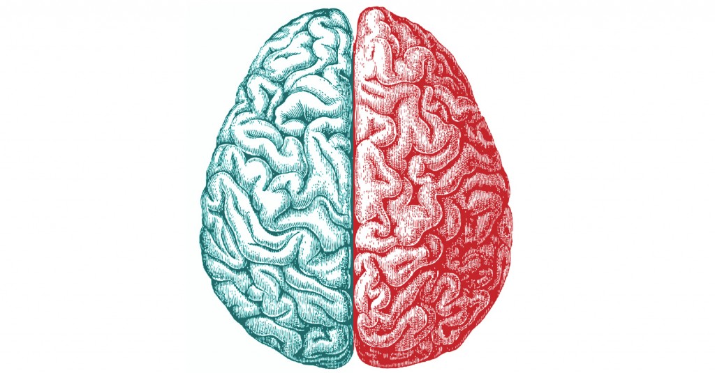 brain hemispheres